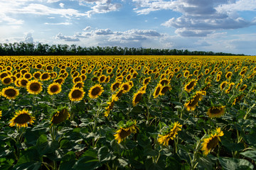 Naklejka premium A field of sunflowers, in the background blue sky and clouds.