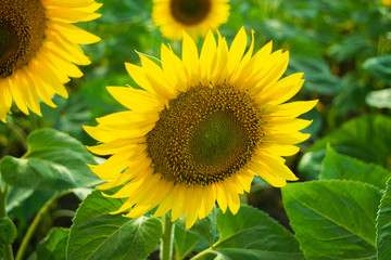 Sunflower on the field close-up on a sunny day.