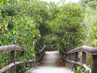 マングローブ林の中を通る散歩道（沖縄県東村ふれあいヒルギ公園）