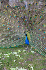 Obraz premium Blauer Pfau zeigt Federpracht