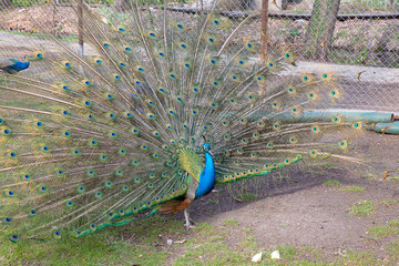 Obraz premium Blauer Pfau zeigt Federpracht