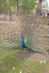 Obraz premium Blauer Pfau zeigt Federpracht