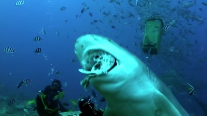 Gray bull shark eats from hands of the diver underwater ocean of Tonga. Feeding sharks Carcharhinus leucas in underwater marine wildlife of Pacific Ocean.