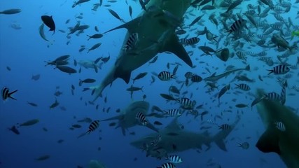 Pack of sharks in school of fish underwater Pacific Ocean Tonga. Dangerous animal gray bull shark and tropical fish in marine wildlife swimming in search of food