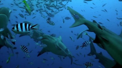 Pack of sharks in school of fish underwater Pacific Ocean Tonga. Dangerous animal gray bull shark and tropical fish in marine wildlife swimming in search of food