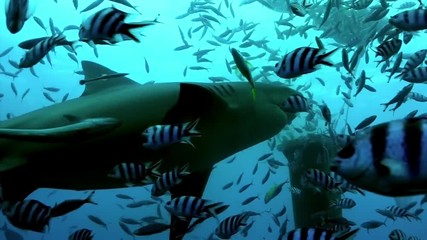 Pack of sharks in school of fish underwater Pacific Ocean Tonga. Dangerous animal gray bull shark and tropical fish in marine wildlife swimming in search of food