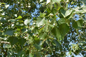 The bright and colorful foliage of the tree is poplar, long branches and hrona with green leaves of poplar.