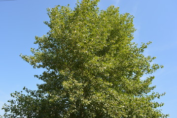 The bright and colorful foliage of the tree is poplar, long branches and hrona with green leaves of poplar.