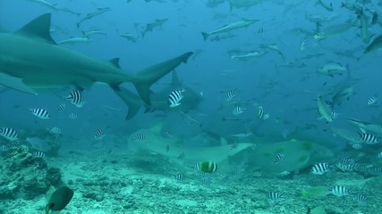 Gray bull shark and fish underwater ocean of Tonga. School of sharks Carcharhinus leucas in underwater marine wildlife of Pacific Ocean.