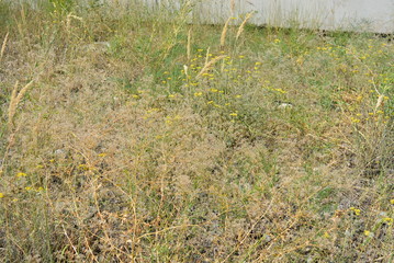 Unusual perennial herbaceous plant Gypsophila paniculata in the Ukrainian steppes, baby's breath, common gypsophila, panicled baby's-breath under sunlight.