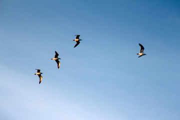 seagulls in flight