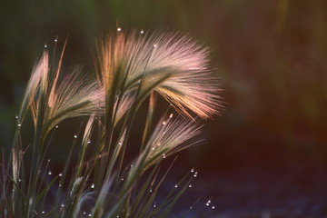 Feather grass, needle grass, or spear grass against dark background