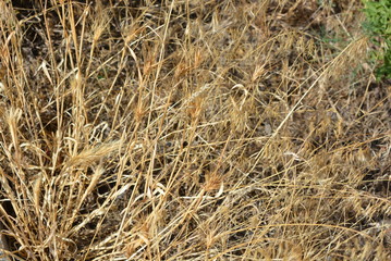 Unusual herbal background of dried yellow and golden grass and spikelets with unusual effects and...