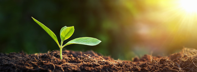 panorama small tree growing with sunrise. green world and earth day concept