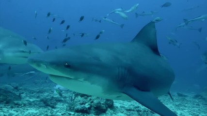 Diving with shark underwater Pacific Ocean Tonga. People swim with sharks and exploring marine life of wildlife animals.