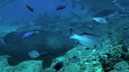 Gray bull shark near man underwater Pacific Ocean Tonga. People feed sharks from their hands. Dangerous diving and exploring the marine life of wildlife animals.