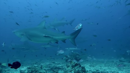 Diving with shark underwater Pacific Ocean Tonga. People swim with sharks and exploring marine life of wildlife animals.