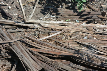 Old black and brown wooden bars from the railway line, broken and cracked by time. Very unique wooden background with unusual color under sunlight.