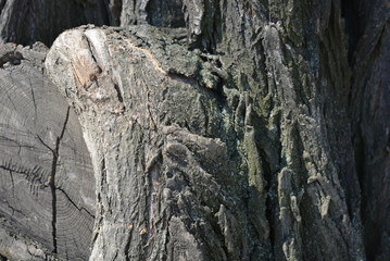 The trunk of an old acacia tree in sunlight with gray bark, a very original structure and sinuous shapes.
