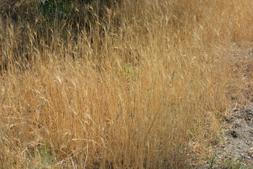 Unusual herbal background of dried yellow and golden grass and spikelets with unusual effects and lighting.