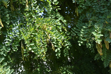 The green branches of an acacia tree lean in the wind. Unusual green leaf background made of tilted leaves.