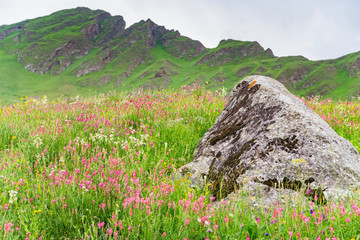 Single rock in blooming mountain meadow. Green pasture