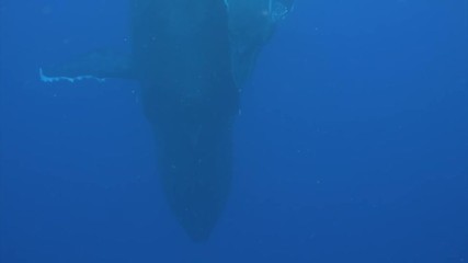 Whale family idyll underwater in Pacific Ocean. Megaptera Novaeangliae whale in blue water in Tonga Polynesia. Concept of giant sea animals and megafauna.
