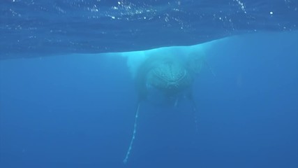 Whale family idyll underwater in Pacific Ocean. Megaptera Novaeangliae whale in blue water in Tonga Polynesia. Concept of giant sea animals and megafauna.