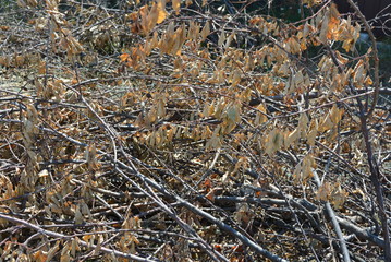 Dry apricot tree branches with dry leaves on the ground.