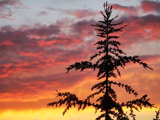 tree silhouette sunset colorful cloudscape