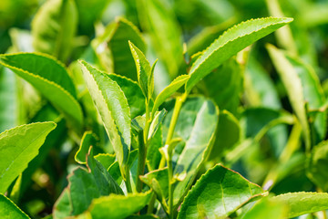 Fototapeta na wymiar Close up green tea leaves in a tea plantation