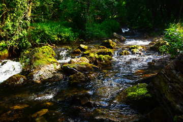 stream in forest