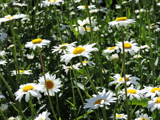 bright daisies in the field