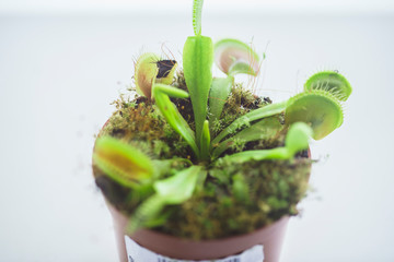 Potted Predator Venus Flytrap, Dionaea Muscipula