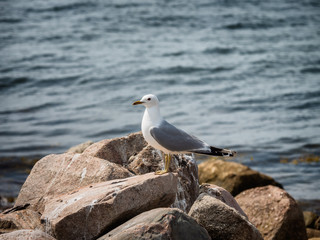 Seagull resting on Hjarnoe in Denmark