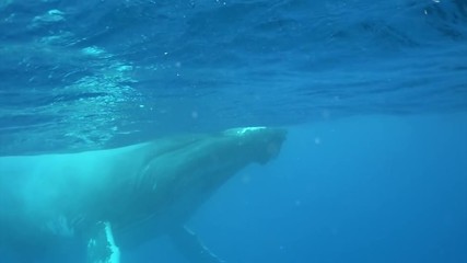 Humpback whale underwater near water surface in Pacific Ocean. Megaptera Novaeangliae whale in blue water in Tonga Polynesia. Concept of giant sea animals and megafauna.