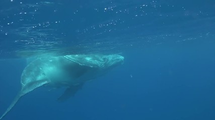 Humpback whale underwater near water surface in Pacific Ocean. Megaptera Novaeangliae whale in blue water in Tonga Polynesia. Concept of giant sea animals and megafauna.