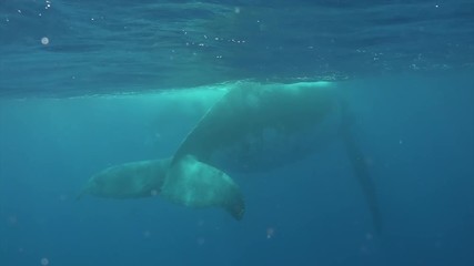 Whale underwater of Pacific Ocean. Giant animal Megaptera Novaeangliae in Tonga Polynesia. Concept of giant sea animals and underwater megafauna.