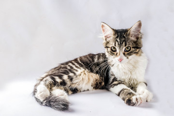 Obraz premium Domestic cat. Little cute tabby kitten on a white background.