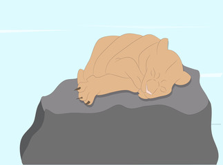 vector illustration of a lioness sleeping, drawing color