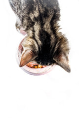 Domestic cat. Little cute tabby kitten eats food from his bowl on a white background.