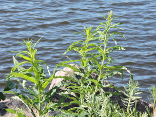 green grass and water
