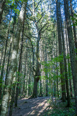A large tall tree in Pokaini Forest. Magic forest in Latvia. Baltic. Landscape.