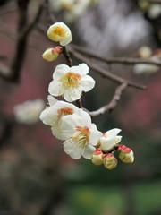 Obraz premium 咲き始めた白梅