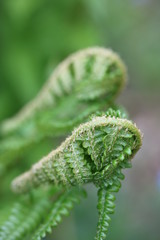 bracken fern on green background