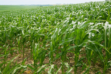 Row of green corn (maize) growing in the field in summer. Fresh organic green corn plantation. Natural maize grow in rows