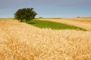 Ears of grain (Secale cereale) field with a lonely tree at background. Rural landscape. Agricultural field