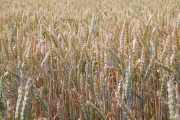 Wheat field. Ears of green unripe wheat close up. Beautiful Landscape. Rural Scenery early in the morning. Background of unripe ears of wheat field. Rich harvest Concept. Copy space. 
