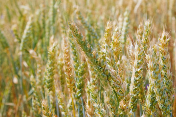 Wheat field. Ears of green unripe wheat close up. Beautiful Landscape. Rural Scenery early in the morning. Background of unripe ears of wheat field. Rich harvest Concept. Copy space. 