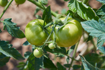 Unripe green tomatoes growing on the garden bed outdoors. Green vegetables  growing in the vegetable garden.